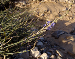 Lavandula coronopifolia