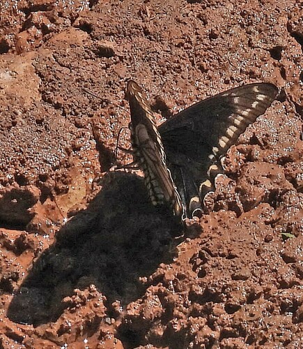 Madyes Swallowtail
