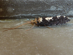Polyplectropus