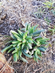 Acrodon bellidiflorus