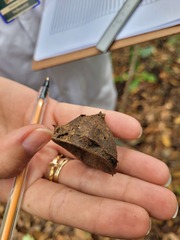 Eschweilera ovata