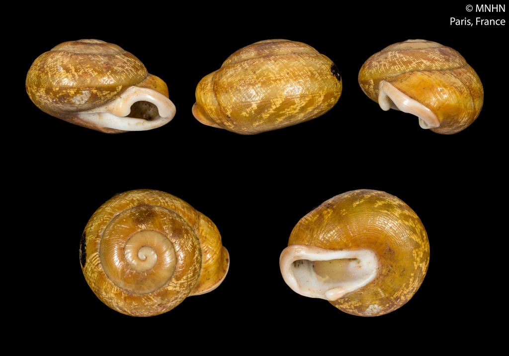 Marbled Pleurodonte