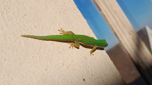 Striped Day Gecko