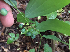 Polygonatum
