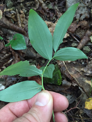 Polygonatum