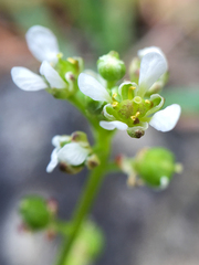 Cochlearia groenlandica