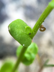 Cochlearia groenlandica