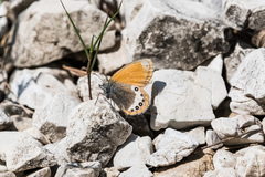 Coenonympha gardetta