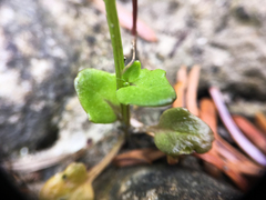 Cochlearia groenlandica