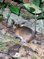 Steere's Spiny-Rat photo 4