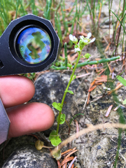 Cochlearia groenlandica