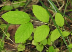 Lonicera canadensis