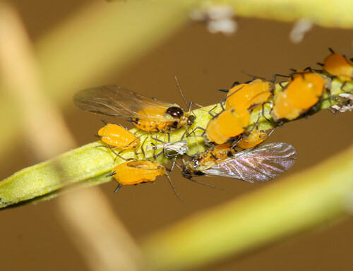 Oleander Aphid, photo 4 of 10