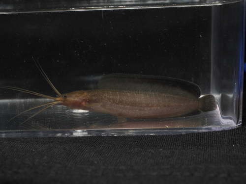 Forest walking catfish (Clarias leiacanthus) — Clariidae