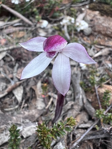 Image of Caladenia alpina by (c) Ramit Singal, some rights reserved (CC BY)