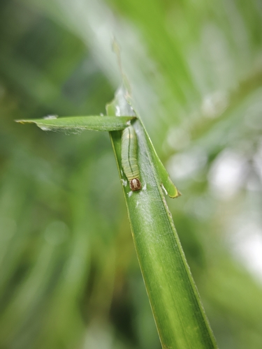 Indian Palm Bob