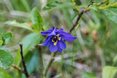 Aquilegia confusa