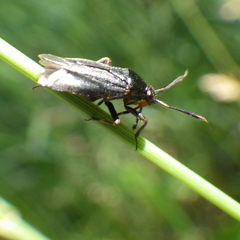 Capsus