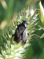Capsus