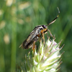 Capsus