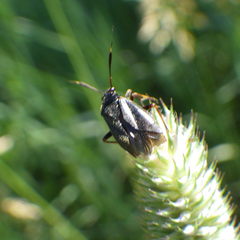 Capsus
