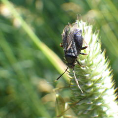 Capsus