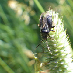 Capsus