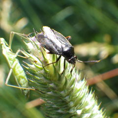 Capsus
