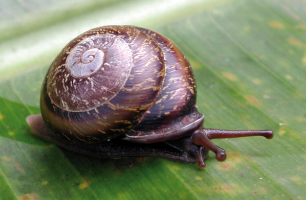 Berry Pleurodonte