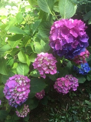Hydrangea macrophylla