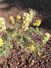 Lupinus luteolus