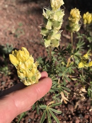 Lupinus luteolus