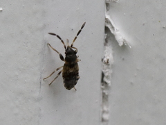 Scolopostethus decoratus