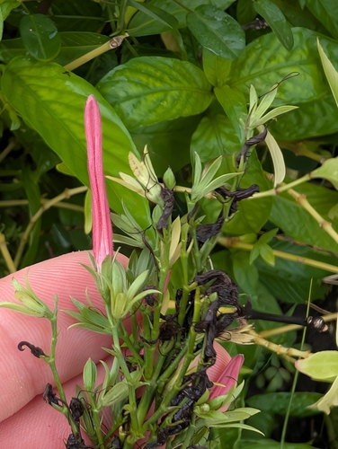 Image of Dianthera secunda by (c) Scott Allen Davis, some rights reserved (CC BY)