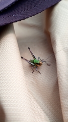 Eupholidoptera chabrieri