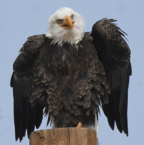 Bald Eagle photographed in Arizona