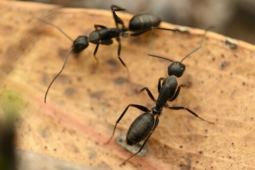 Camponotus nigroaeneusCamponotus nigroaeneus