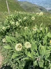 Allium victorialis