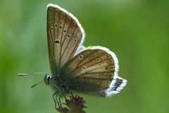 Aricia nicias