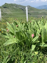 Allium victorialis