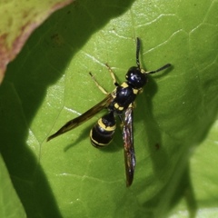 Symmorphus projectus