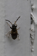 Scolopostethus decoratus