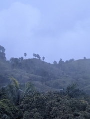 Sabal causiarum, photograph (c) Scott Allen Davis, some rights reserved (CC BY)