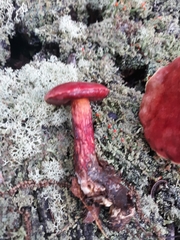Exsudoporus