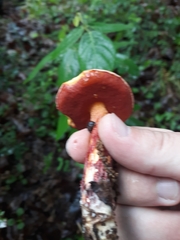 Exsudoporus