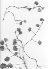 Hydrocotyle americana