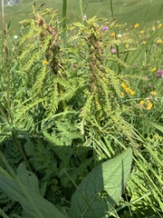 Pedicularis foliosa