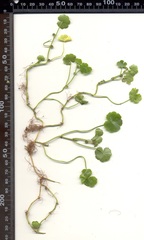 Hydrocotyle americana