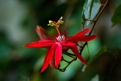 Coccinea