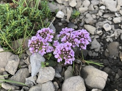 Noccaea rotundifolia